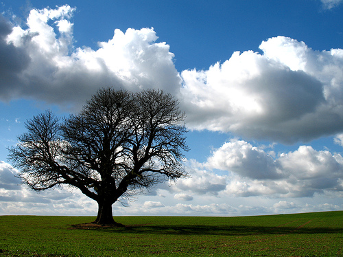 An English oak stands sentinel atop Meon Hill