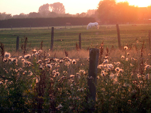 Field in Lower Quinton