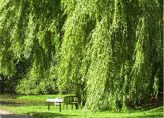Upper Quinton weeping willows