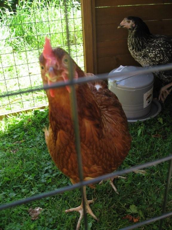 Inquisitive chicken